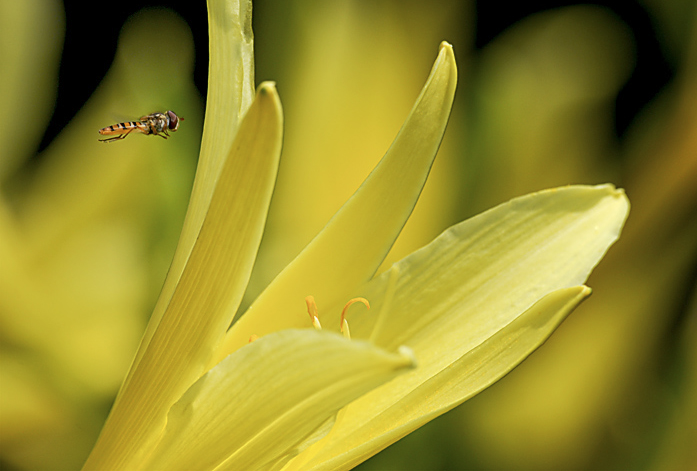 Tiere-Blume-Makro-D31_5528.jpg   26.04.jpg